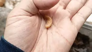 Update: FRANULY TARANTULA LOVETEAM (Jan.15, 2021)