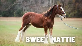 Le cheval &laquo; b&ecirc;ta &raquo;
