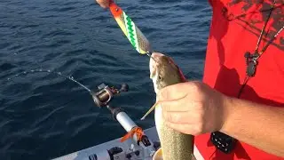 906 Outdoors - Fishing Lake Superior with Lake Shark Lures.  Blueberry Farm.