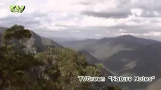 Wallaby in Blue Mountains National Park