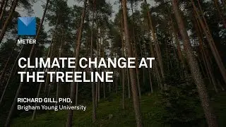 Climate Change at the Treeline: Scientists Uncover Survival Secrets