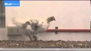 Chickens with fake tails reveal secrets of the dinosaurs