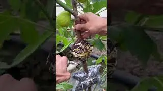 The results of grafting fig plants ready for transplanting #farming #satisfying #shorts