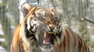 Sumatran Tiger Yawning at Twycross Zoo - 19/03/24