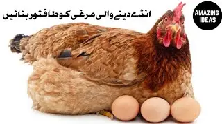 3 Tips To Increase The Egg Production Of Your Flock | How To Increase Eggs Production | Amazing Idea