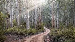 Boranup Forest Shoot 4K