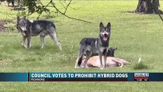 Roanoke City Council Votes To Ban Ownership Of Wolfdogs - clipped version