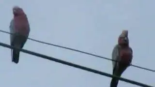 ya bloody galah