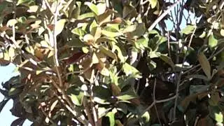 Humming Bird in Slow Motion