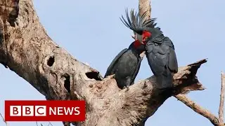 Palm cockatoo: Why a unique &lsquo;drumming&rsquo; bird is in peril - BBC News