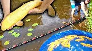 KOI TEICH mit ZUGNETZ ABFISCHEN | SCHONEND FANGEN+zwischenHÄLTERN | mit AQUA-FORTE & FISCH-GEHEGE.DE