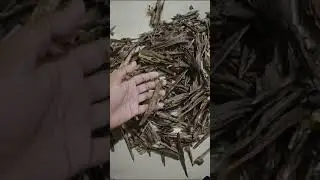 OUD ASSAM||OUDULHIND||FRESH AND TOP QUALATY||#VIRAL #treanding #viralvideo #assam #assamnature
