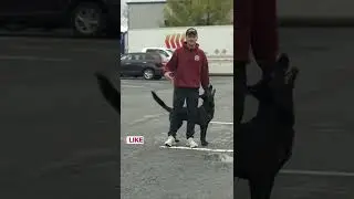 ЭТОТ быстрый совет по дрессировке собак изменит все!