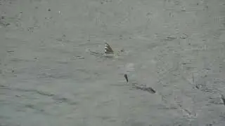 Chinook Salmon may soon Afforded Endangered Species Act Protections
