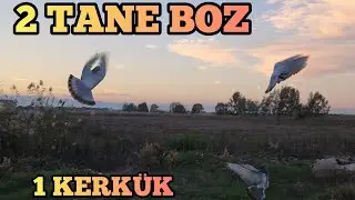 2 Adet Boz Ve Perdeli Kerkük Güvercinimizi Uçurduk