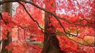Relaxing music Harp / M&iacute;ngxiang de yuen / Shaant sangeet / istselyayushchaya muzyka