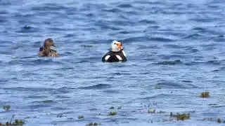 Eider &agrave; t&ecirc;te grise - Somateria spectabilis - King Eider