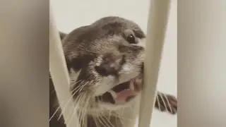 Otter Sarah is hungry!😋 😂Asking food from mommy🥰|OtterNoise|Cute Otter