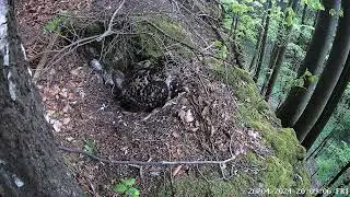 Výr velký (Bubo bubo)