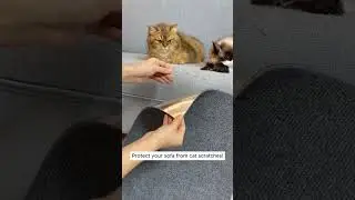 How to Keep Your Couch Scratch-Free with This Simple Trick