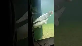 8 Lakhs Worth World's Rarest White Alligator Fish #marineworld #Thrissur #fishing #chavakkadbeach