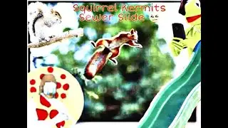 Squirrel commits suicide