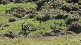 Rare and Very Shy Penguin Species on Remote Campbell Island, NZ