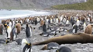 King Penguin Colony of South Georgia Island