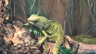 Водяная агама. Physignathus cocincinus - ящерица