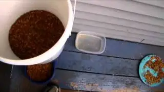 Feeding feral cat while on vacation