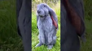 Is this real or a fake bunny? |NEWAGE ANIMALS