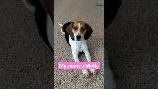 Intermittent Fasting Beagle