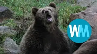 Top 5 bear