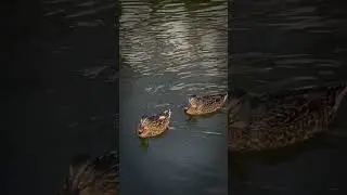 Visiter namur en Belgique