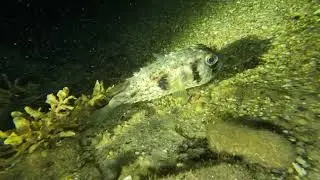 Night diving the V-Wall in Nambucca Heads 4k