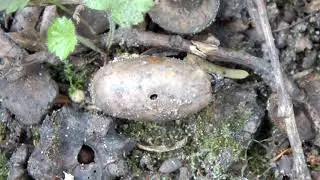 How to find Acorn Ants (Temnothorax)