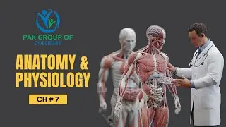 Chp 7 endocrine system ( Anatomy)Chp 8 endocrine system (physiology)