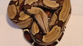 Feeding Boa constrictors