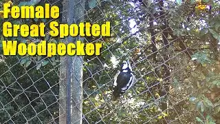 Female Great Spotted Woodpecker