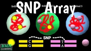 Массивы SNP | Микрочип для полиморфизма SNP | Как работает типирование SNP | Анализ ДНК |
