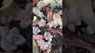 Leaf me be, I&rsquo;m cute and compact! #succulents #leafpropagation #plants
