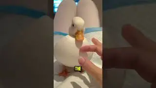 This Fluffy Duck Will Follow You Everywhere 😂🦆 #shorts #usa