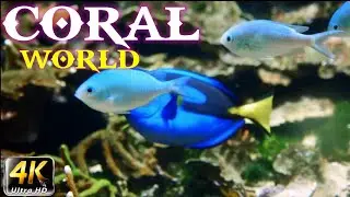 4K Coral World - Tropical Reef Fish - Relaxing Underwater Ocean Video & Sounds - No Loop - Ultra HD
