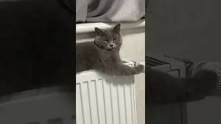 I feel good here | ASMR Cat House