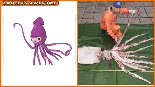 Cephalopods Of Octonauts In Real Life