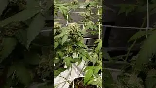 #harvest #cannabis #naturesthumb #freakythangs #cutup #420