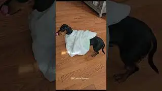 Scootey Tootey #minidachshund #doxie #funnydogs