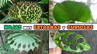 10 PLANTAS con HOJAS EXTRAÑAS Y CURIOSAS