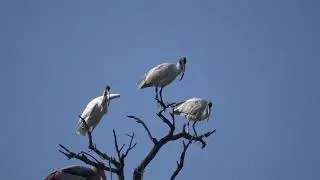 Black-headed Ibis with Painted Stork on Same Tree | Rare Bird Moment | Wildlife India