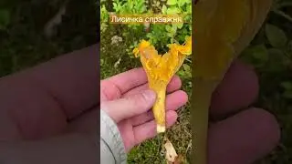 Chanterelle. Cantharellus cibarius. Лисичка справжня. Лисичка обыкновенная